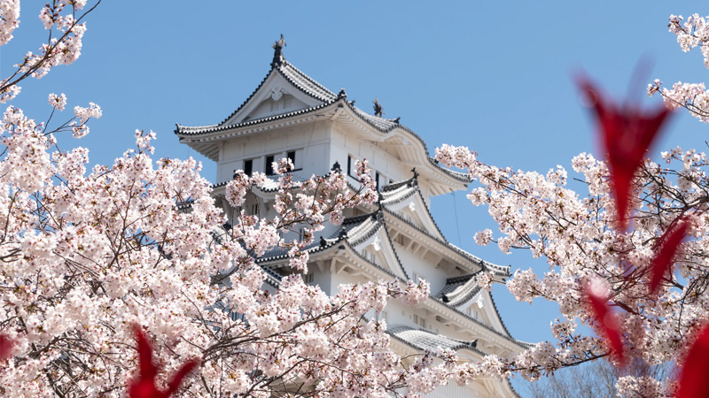 Die Hanami-Saison in Japan